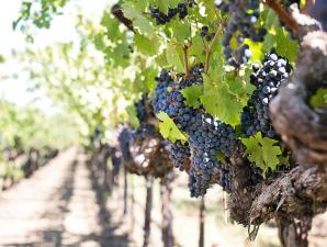 Выращивание винограда в теплицах как бизнес