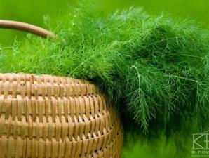 Свой бизнес: выращивание зелени в теплицах на продажу