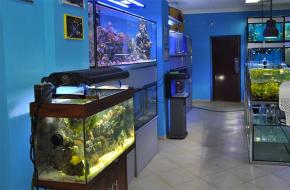 Бизнес-план по разведению пресноводных аквариумных рыб Аквариум как бизнес