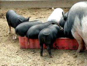 Выращивание вьетнамских свиней как бизнес в домашних условиях