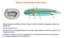 Тип Хордовые (Chordata) Подтип Бесчерепные (Acrania) Класс Головохордовые (Cephalochordata) Задачи: рассмотреть характеристику типа, биологические особенности