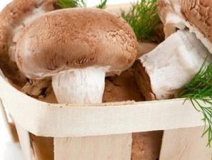 Организация бизнеса по выращиванию грибов шампиньонов в домашних условиях